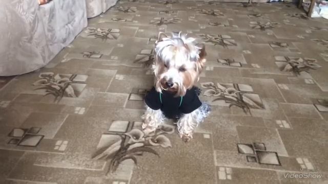 Йоркширский терьер выполняет команды, и ест ПЕЧЕНЬКИ || Jessica York | дрессировка Йорка