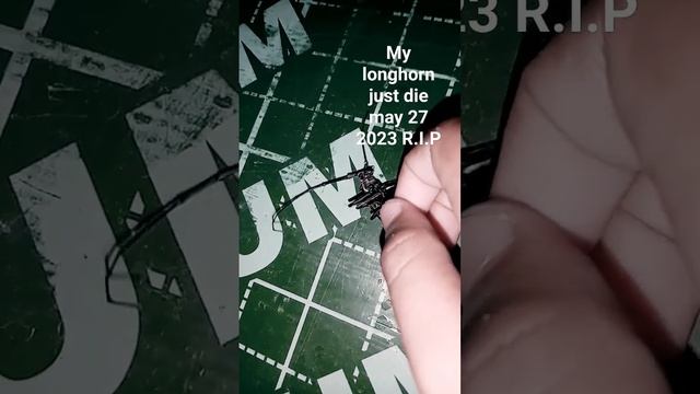 my longhorn beetle just died I'm 😭😭😭😭 Right now смотреть онлайн