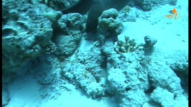 #Egypt, #Hurghada - #Moray #ocean смотреть онлайн