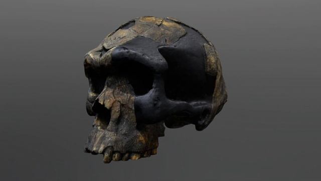 Homo Sapien Idaltu  Herto Man