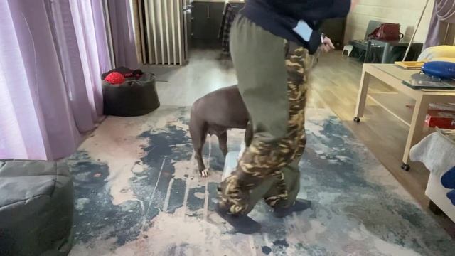 Боковые шаги задними лапами Шанти смотреть онлайн