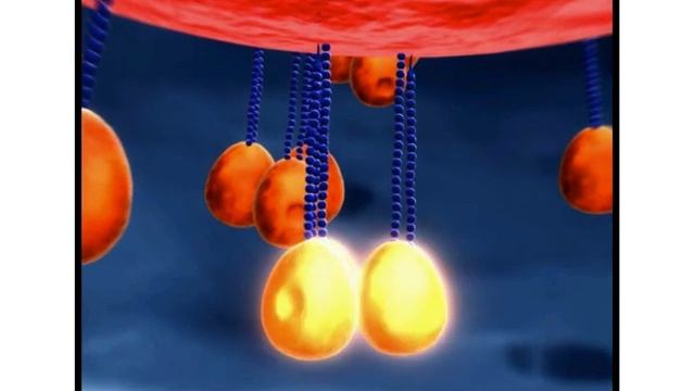 Virology 2014 Lecture #5 - Attachment and entry смотреть онлайн