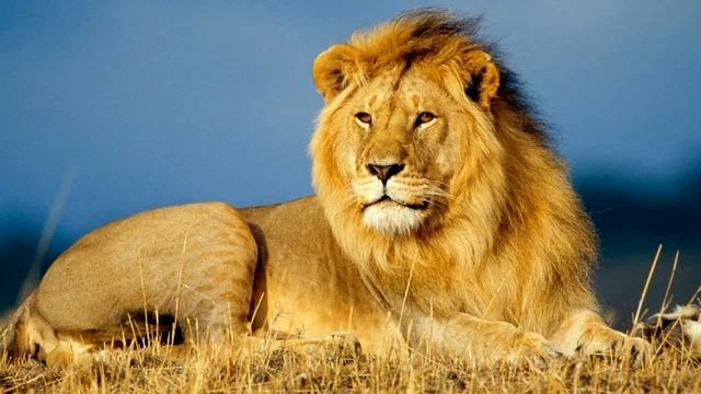 Лев. Lion. Löwe.