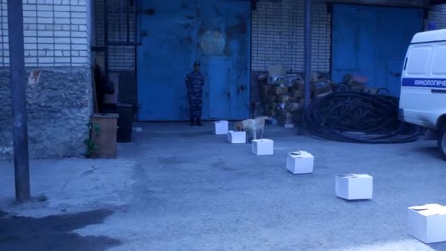 работа кинологов 3 смотреть онлайн