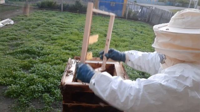 Японский улей! Заселение японского улья роем пойманным в ловушку! Первый опыт! смотреть онлайн