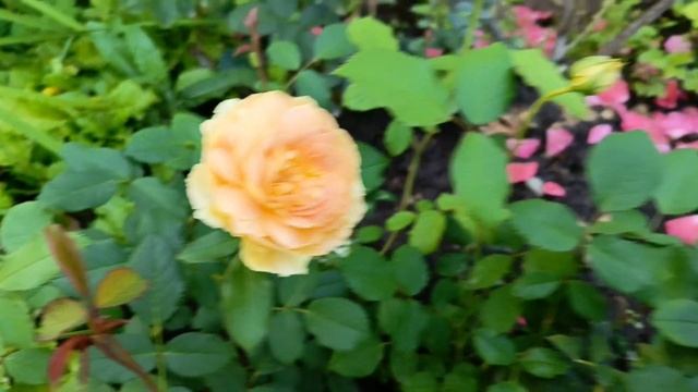 Розы - "опоздашки" :)) Конец июля 2024. смотреть онлайн