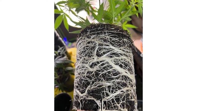 King Crab Premium Beneficial Bacteria - How to Use смотреть онлайн