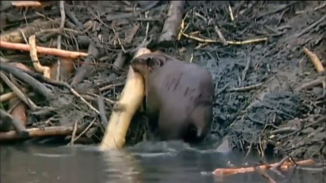 Бобр строит плотину смотреть онлайн