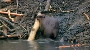 Бобр строит плотину