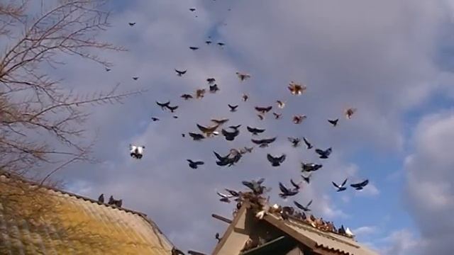 Голуби николаевские г Мариуполя в небе. смотреть онлайн