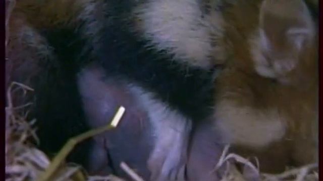 Тайная жизнь Европейских млекопитающих: Хомяк / The Secret Life Of European Mammals:Hamster