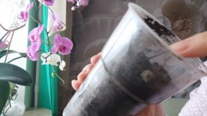 Черенки роз растут на подоконнике зимой!