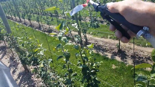 Promalin Application смотреть онлайн