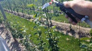 Promalin Application