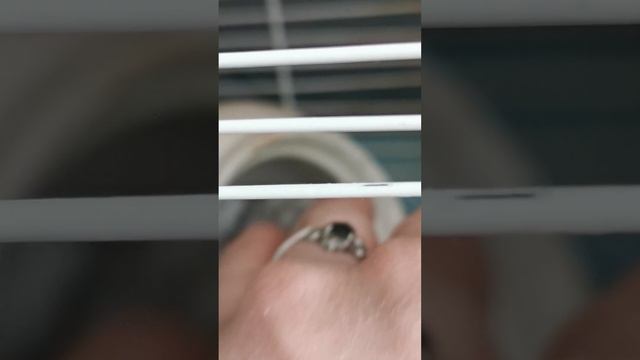 джунгарский хомяк и детеныши(1) смотреть онлайн