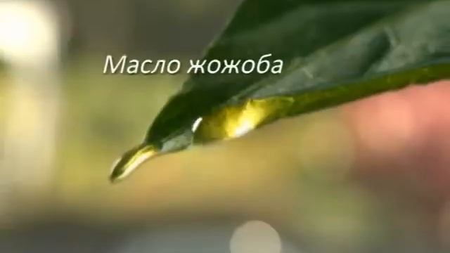Palmolive Thepmaa Cream смотреть онлайн