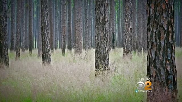 Drinking Poison: Using Turpentine For Health? смотреть онлайн