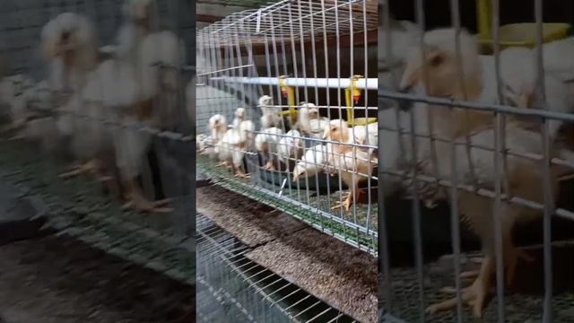 Broiler brey hogaye🐔❤🐥or farm ke bhai safai kr de aj | Vlog 15   #shortsvideo  #poultryfarming