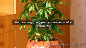 Идеальный Полив Шеффлеры: Секреты, Которые Вы Должны Знать