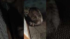 Бешенство кошки, не за долго до смерти.. но потом  врачи предположили, что инсульт.