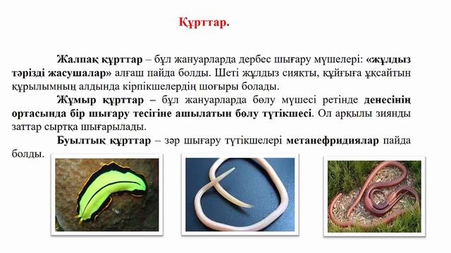 Жануарлардың бөліп шығару жүйелері