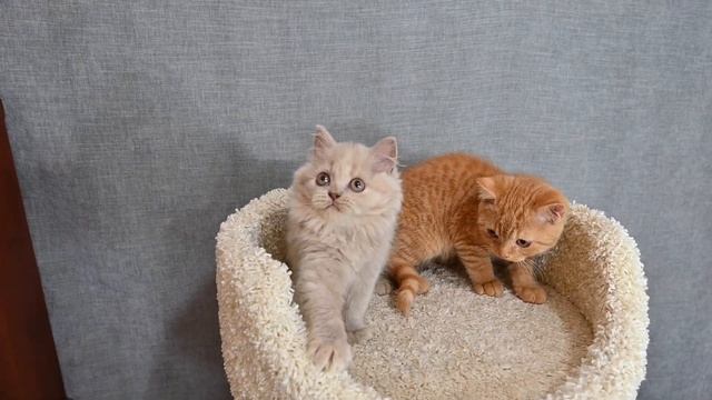 Черепаховый британский длинношерстный и рыжий британский короткошерстный котята в продаже смотреть онлайн