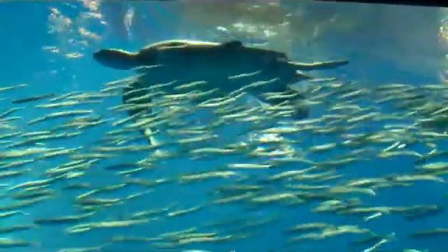 Monterey Bay Aquarium: Open Sea