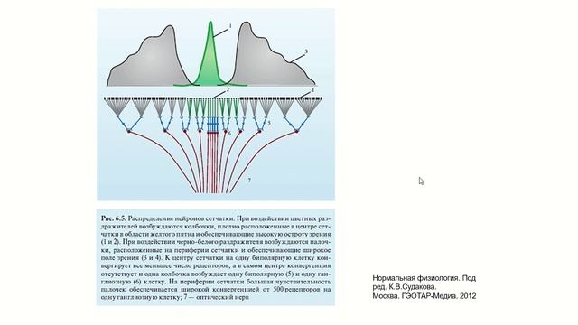Периферический отдел зрительного анализатора смотреть онлайн