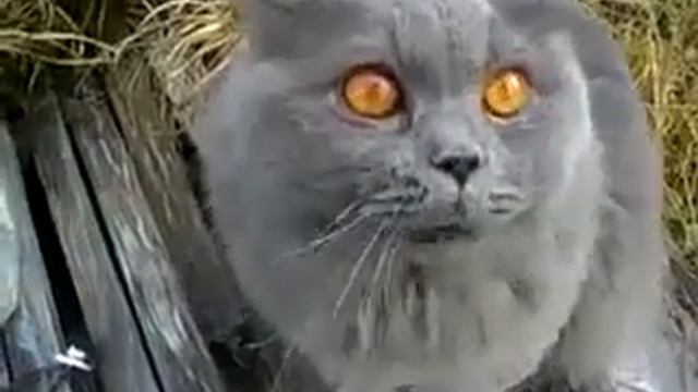 Кот-говорун смешно и прикольно, ржач смотреть онлайн