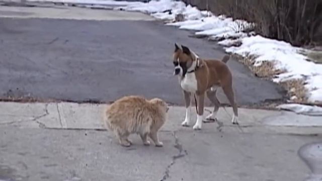 БЕССТРАШНЫЙ КОТ ПРОТИВ ПСА смотреть онлайн