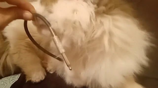 Супер-котик Эльф (Great Elpf) просит сыграть ему на электрогитаре. смотреть онлайн