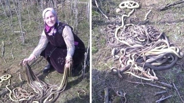 Гора изрубленных змей. Вы не поверите, когда узнаете, КТО с ними расправился! смотреть онлайн