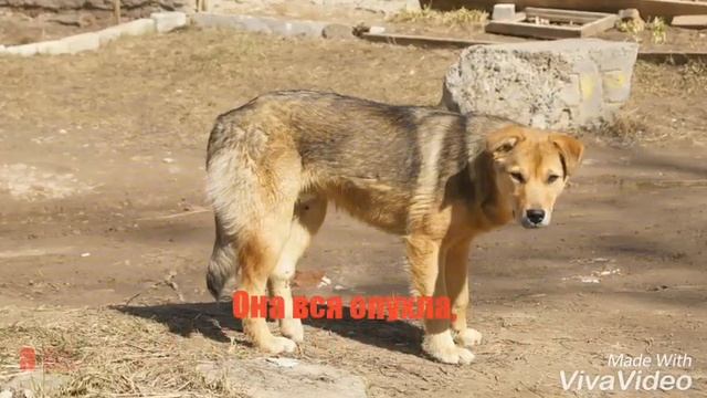 Бедный щенок смотреть онлайн