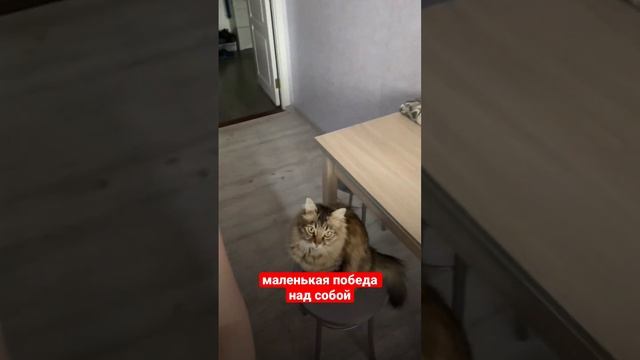Как победить лень? Не сдаваться. #трансформация #трансерфинг #самопрограммирование смотреть онлайн