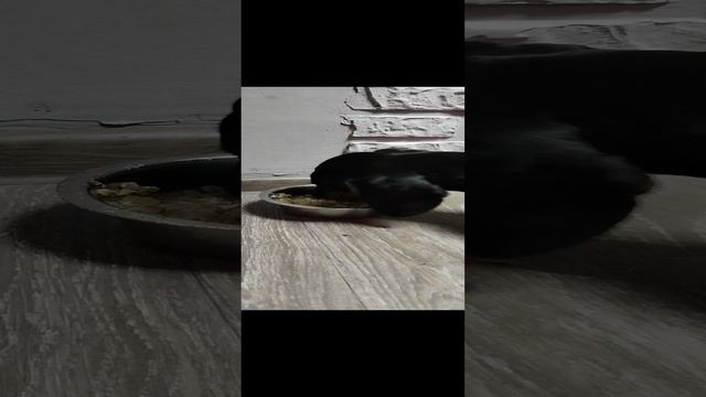 Выдержка таксы Бони