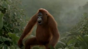 Абизяна нереально флексит