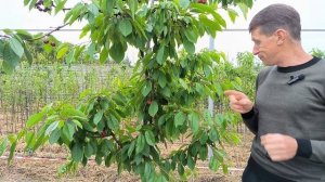 Обзор крутой черешни Жабуле!