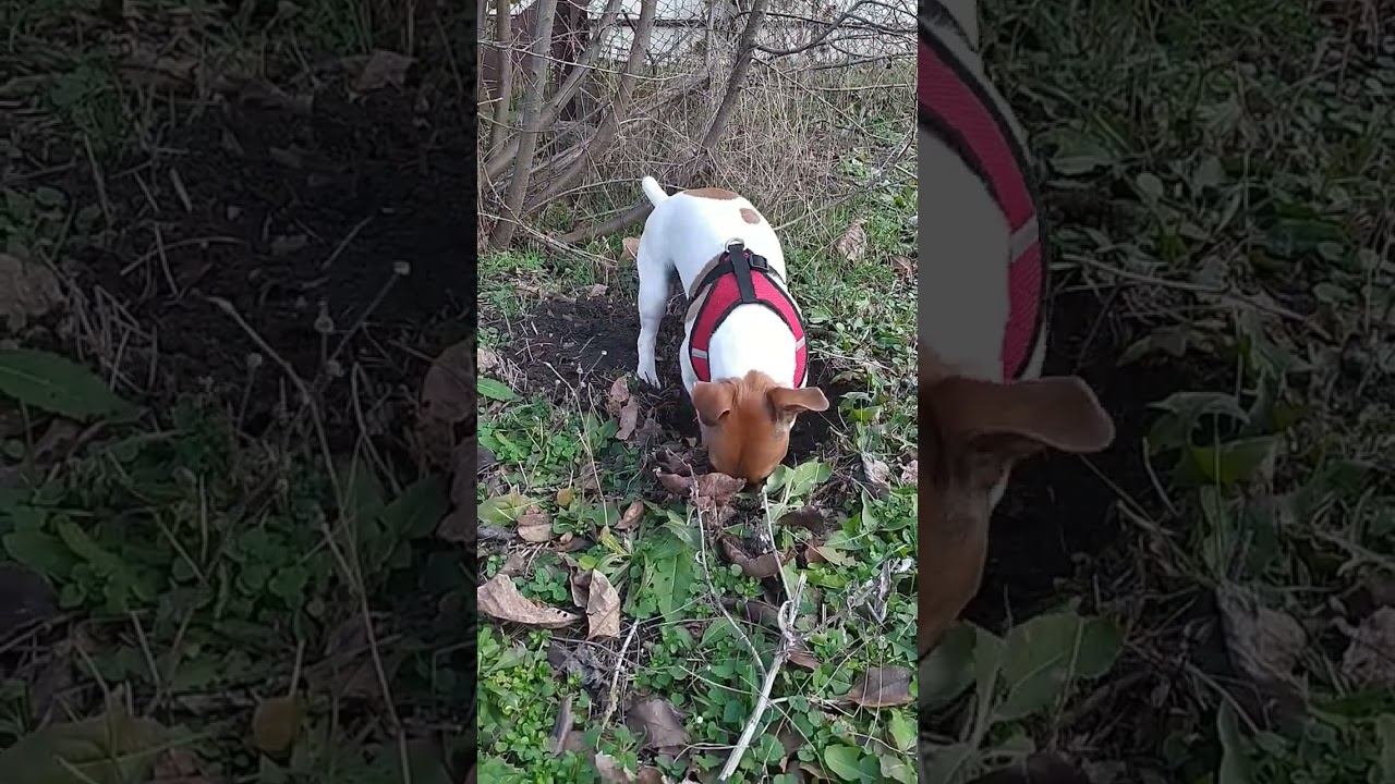 #jackrussellterrier смотреть онлайн