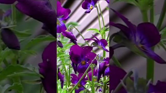 Анютины глазки. Дмитрий Шлапак смотреть онлайн