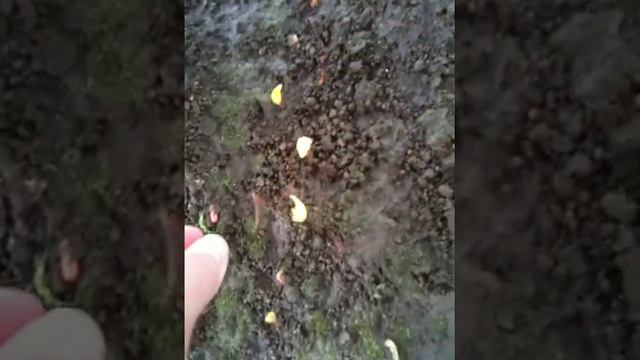 Много муравьев бежит в нору смотреть онлайн