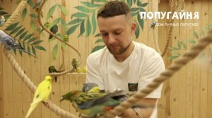 Попугайня-дом ручных попугаев