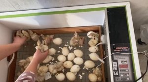 Удачный вывод индюшат/ Не торопитесь нарушать режим инкубации/ Тонкости на выводе Бройлерного Индюк