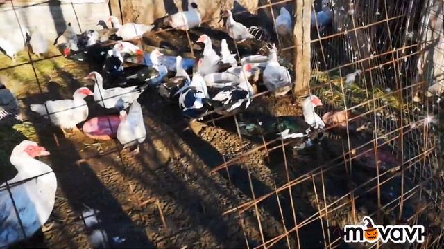 Здравствуйте конец октября, как мои поживают птицы смотреть онлайн