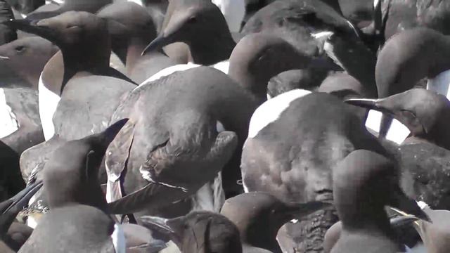 Farne Islands part 1, смотреть онлайн