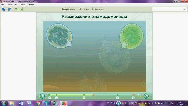 Размножение хламидомонады.