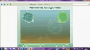 Размножение хламидомонады.