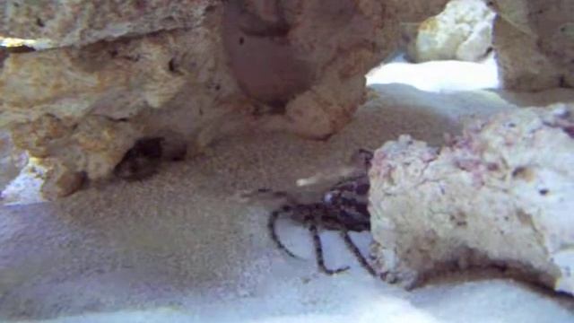 ophiure ophiolepis superba смотреть онлайн
