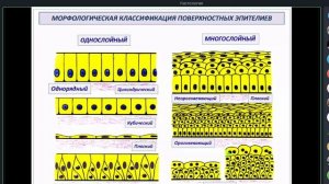 Лекция 4. Эпителиальные ткани | Глинкина В.В.