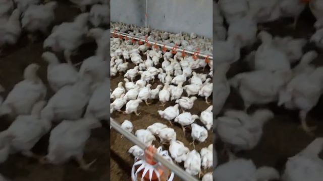 ye chuza 25day ka he смотреть онлайн
