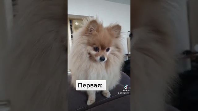 В одном шпице живут две сущности!! смотреть онлайн